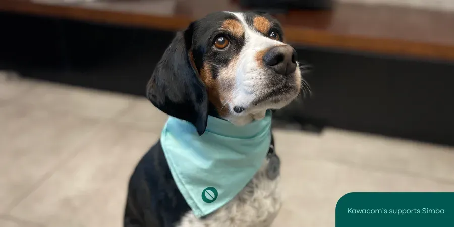 “Matchy Matchy Bandanas” in support of the Simba Animal Aid shelter